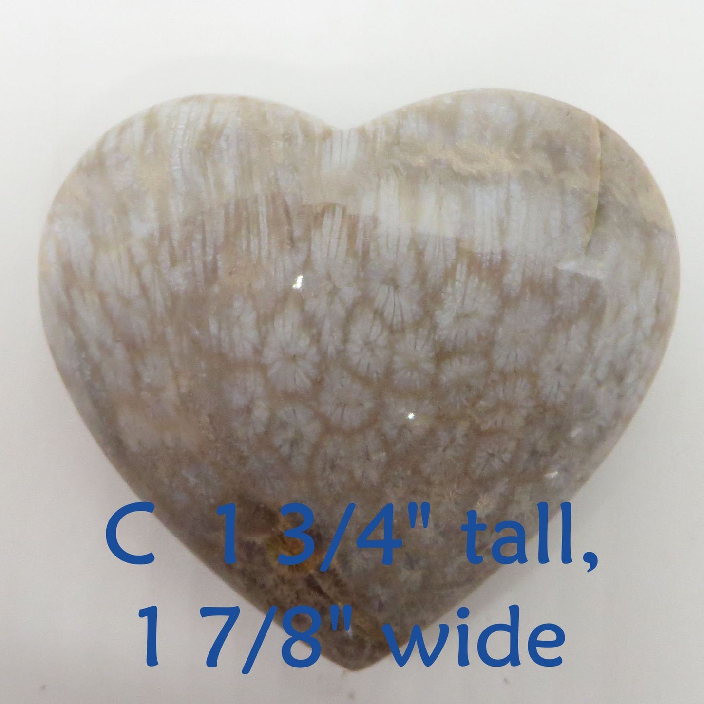 Fossilized Coral Heart Palm Stone