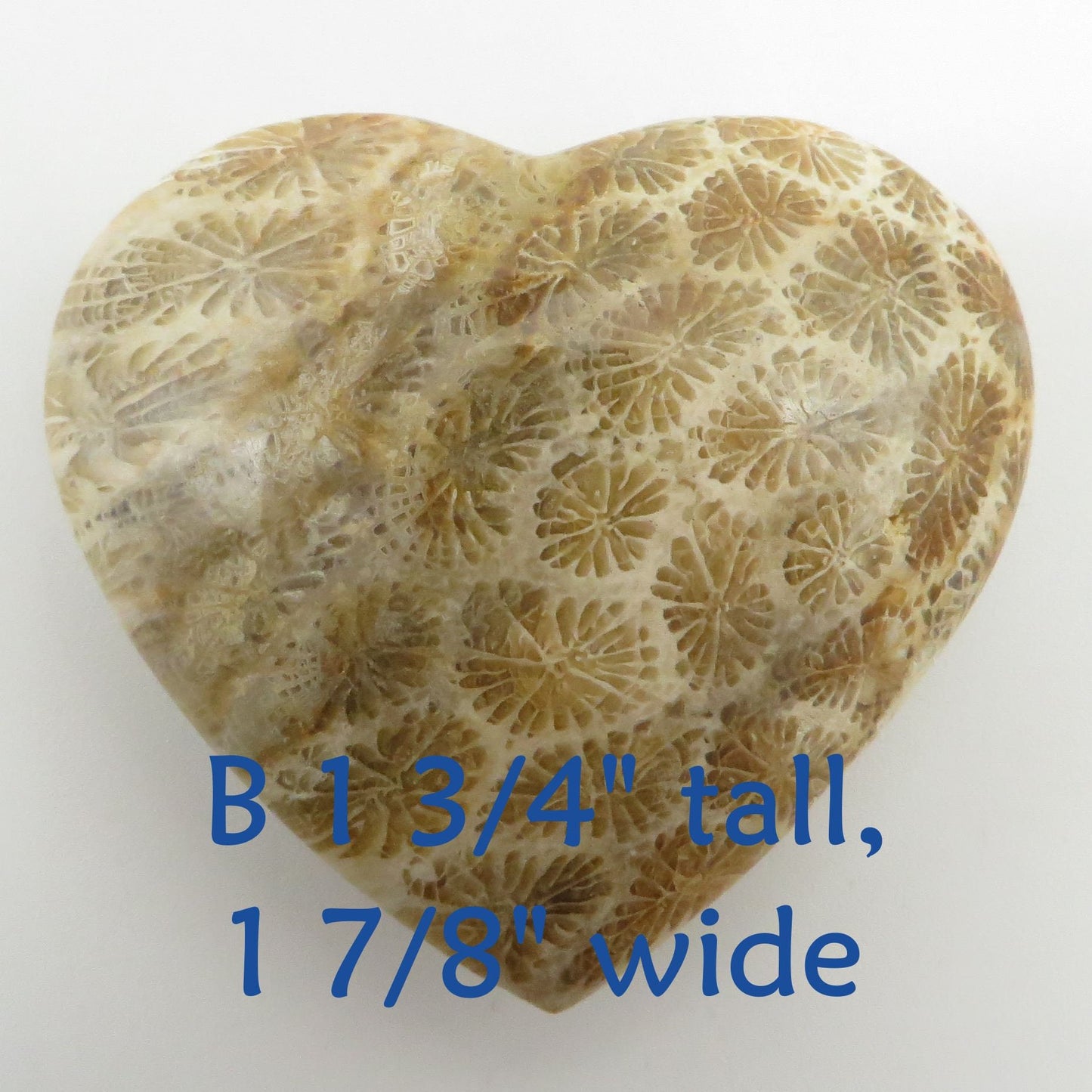 Fossilized Coral Heart Palm Stone