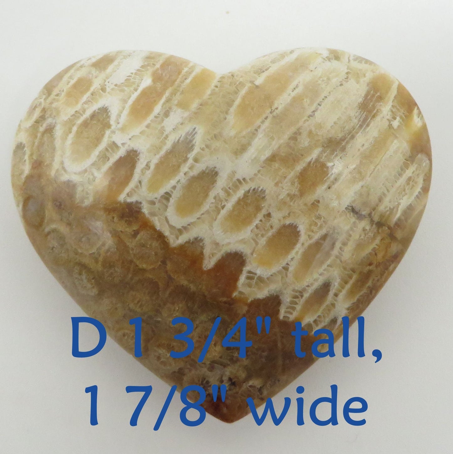 Fossilized Coral Heart Palm Stone