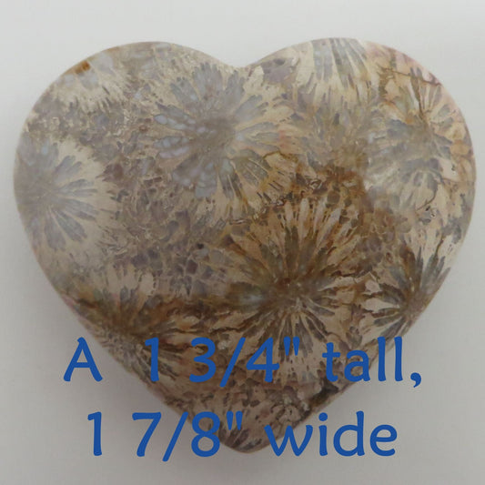 Fossilized Coral Heart Palm Stone