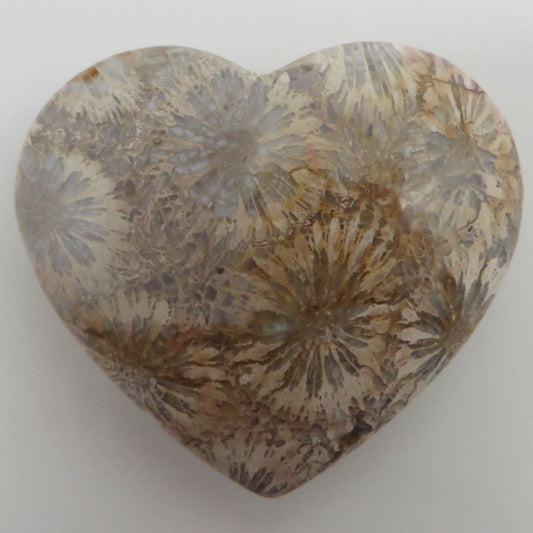 Fossilized Coral Heart Palm Stone